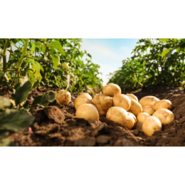 PLANTS DE POMME DE TERRE